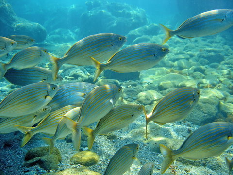 Schooling sea bream fish Sarpa salpa