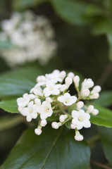 blühender Lorbeerschneeball