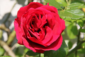 Einzelene Blüte einer roten Edelrose