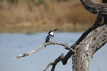 pied kingfisher