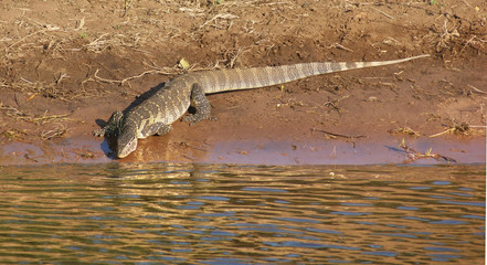 nile monitor in Botswana