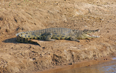 crocodile in Botswana