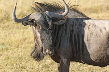 wildebeest in Botswana