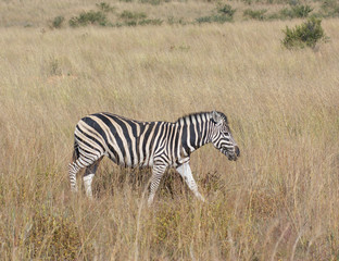 Fototapeta na wymiar Zebra in the savanna