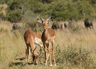 Naklejka na ściany i meble Antelopes in Botswana