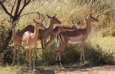 Antelopes in Botswana
