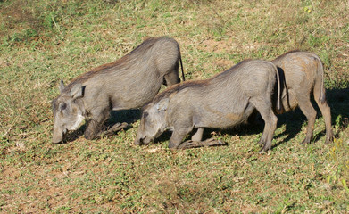Obraz premium warthogs in Africa
