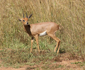 Antelope in Botswana