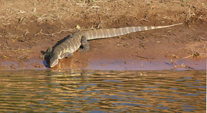 nile monitor in Botswana