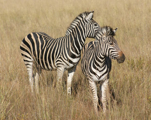 Fototapeta na wymiar Zebras in the savanna