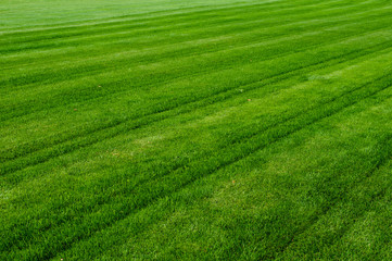 Green grass texture