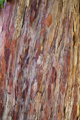 Baumrinde einer Eibe