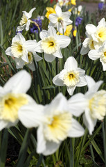 weiße Osterglocken/Narzissen