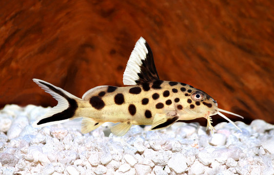Cuckoo catfish Synodontis multipunctatus freshwater aquarium fish 