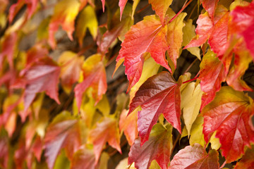 herbstlich bunte Blätter (wilder Wein)