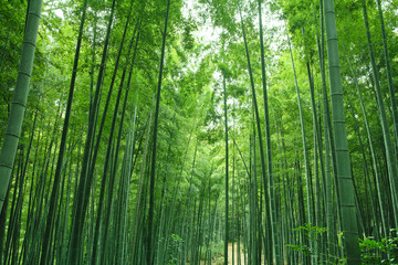Naklejka premium Bambusowa ścieżka leśna