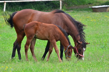 Brown Horse with its foal