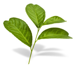 Obraz premium Kirschlorbeer