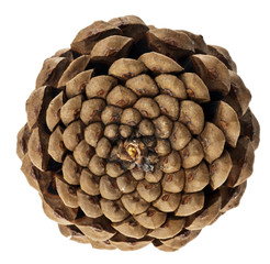 Spiralenaufbau eines Zapfen (Fibonacci-Spiralen) © euthymia