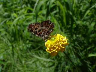 лесной мотылек