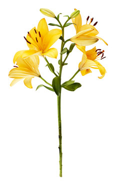 Fototapeta gelbe Lilien