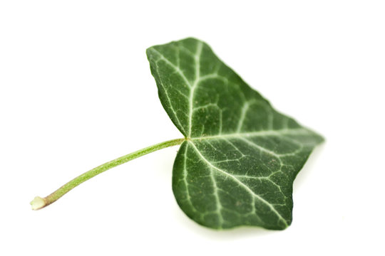 Efeu - Arzneipflanze des Jahres 2010