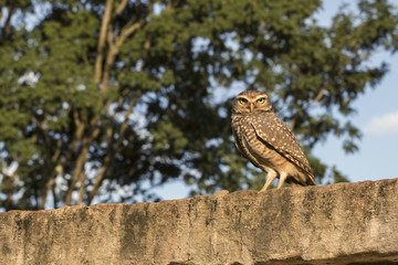 Owl on the wall