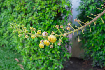 Canon ball tree - budding flowers