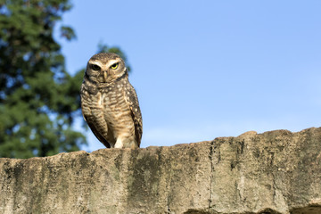 Owl on the wall