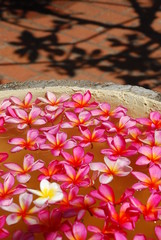 Plumeria Flower arrangement