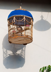 Bird in cage