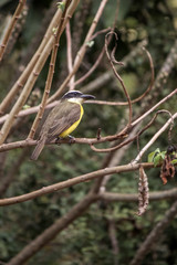 Bem-te-vi - yellow and black birdie