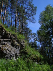 сосны на камне