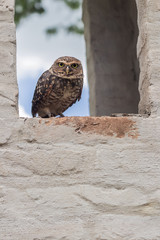 Owl in the window