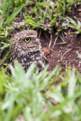 Owl close-up face side view - coruja buraqueira