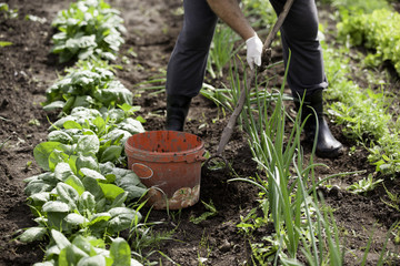Man working garden with a hoe