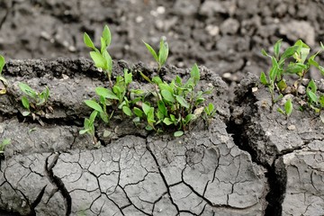 Grass sprouts on the cracked earth