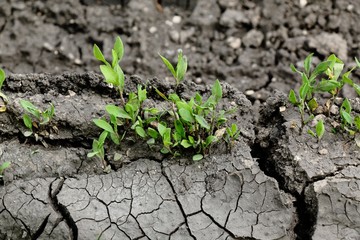 Grass sprouts on the cracked earth