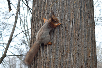 squirrel