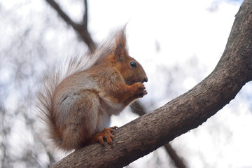 squirrel