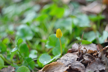 yellow flower