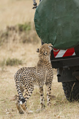 close encounter with wild cheetah