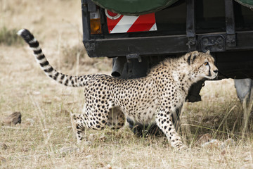close encounter with wild cheetah