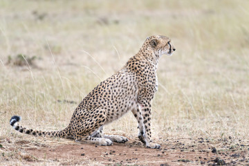 African cheetah