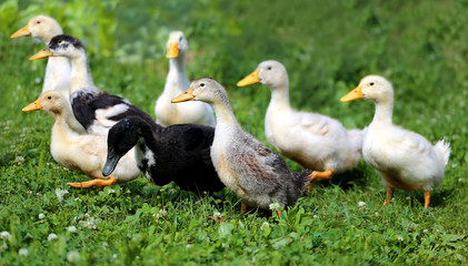 Beautiful ducks
