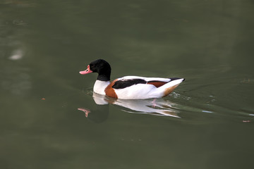 duck in green water