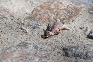 Corpse of a chick