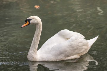 Portrait of a white swan