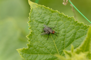 Flies