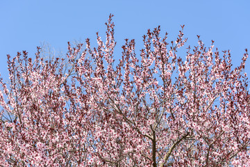 Pink Sakura Cherry Tree Flowers In Spring